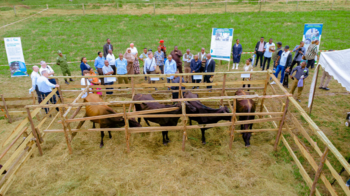 Teagasc staff an visitors at a livestock display