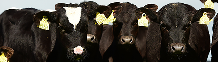 Headshots of HOFR and Angus calves at Teagasc Grange