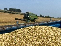 Harvesting pea barley