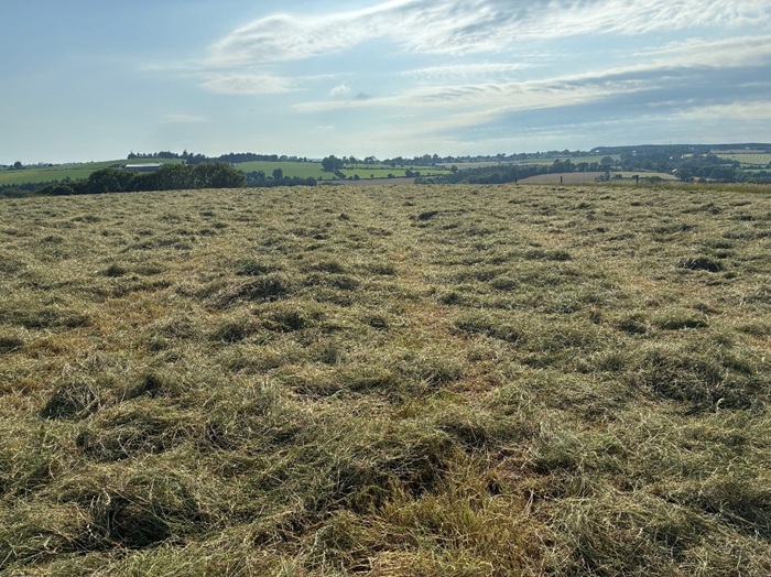 Hay nearly ready for baling on Denis Hickey's farm