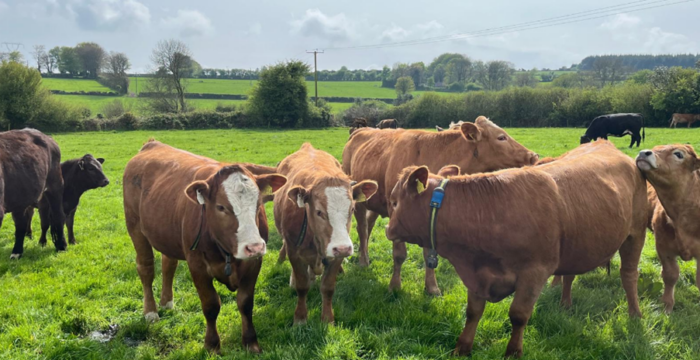 Heat detection in autumn-calving suckler herds