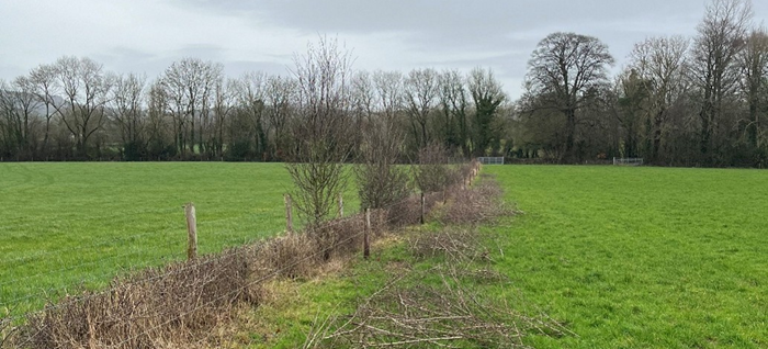 A hedgerow being pruned at Kildalton