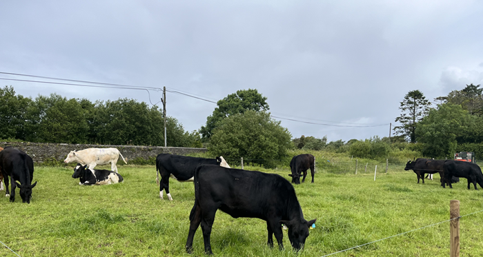 The latest from Johnstown Castle on calf rearing