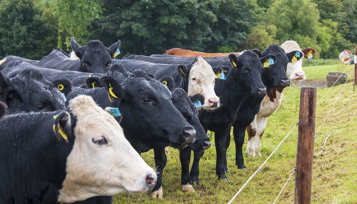 Drafting dairy beef animals for finish