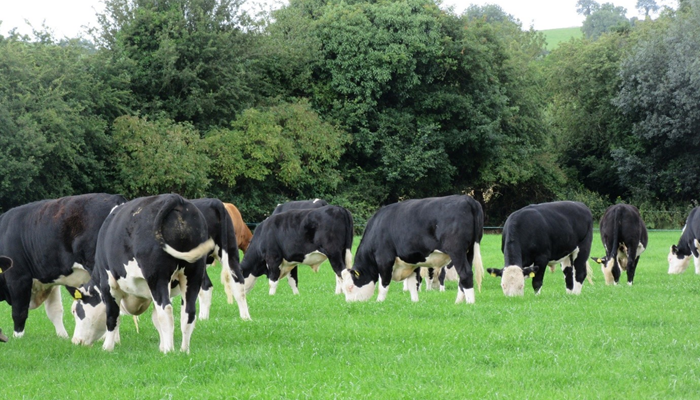 Updated Angus and Hereford bonus schemes – plan now to maximise payments
