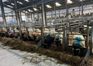 Hill lambs indoors