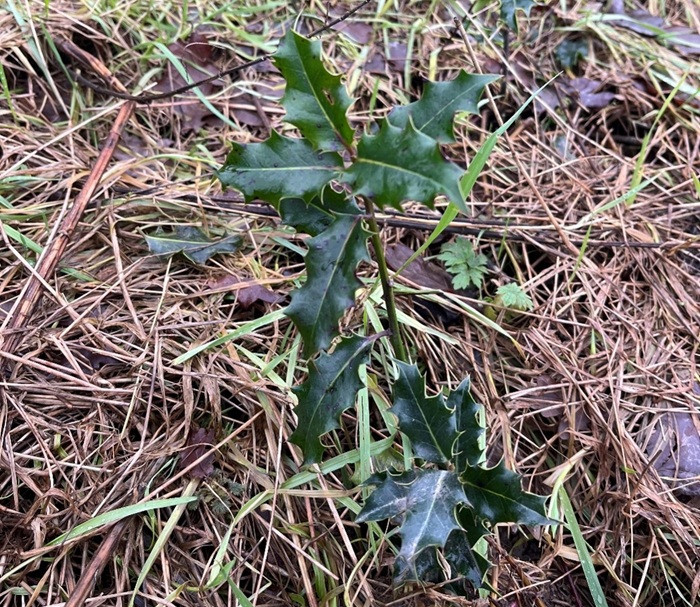 A Holly sapling at Kildalton