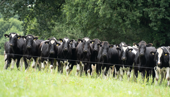 Forward store Holstein Friesian steers at grass on the O'Hanrahans' DairyBeef 500 farm 