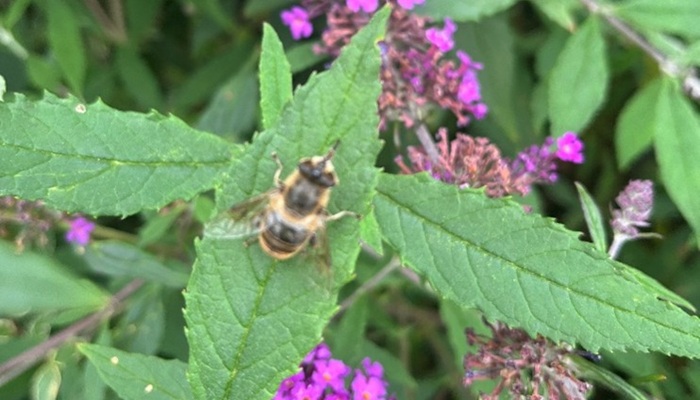 Honeybee on Phlox paniculata, Kildalton College, Horticulture Unit (Source: Brian Clancy, Kildalton College, July 2025)