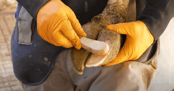 Hoof care and footbaths for lameness control