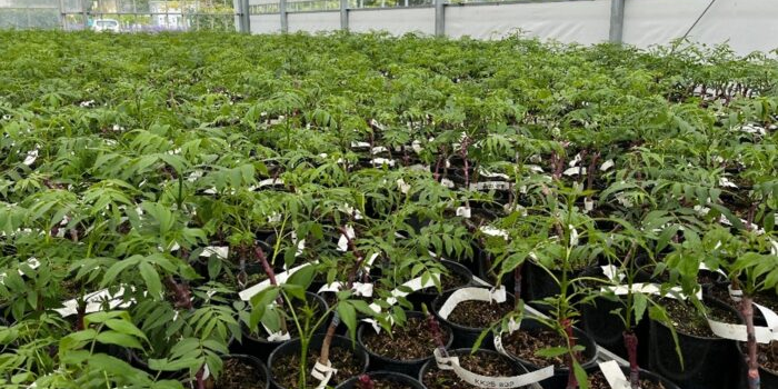 Irish ash grafts growing in a poly tunnel