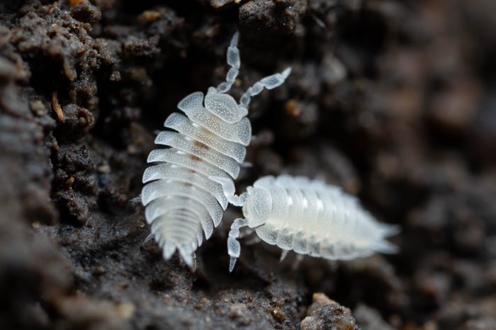 Cover image for Soil Health Week: Supporting the belowground farm workforce article