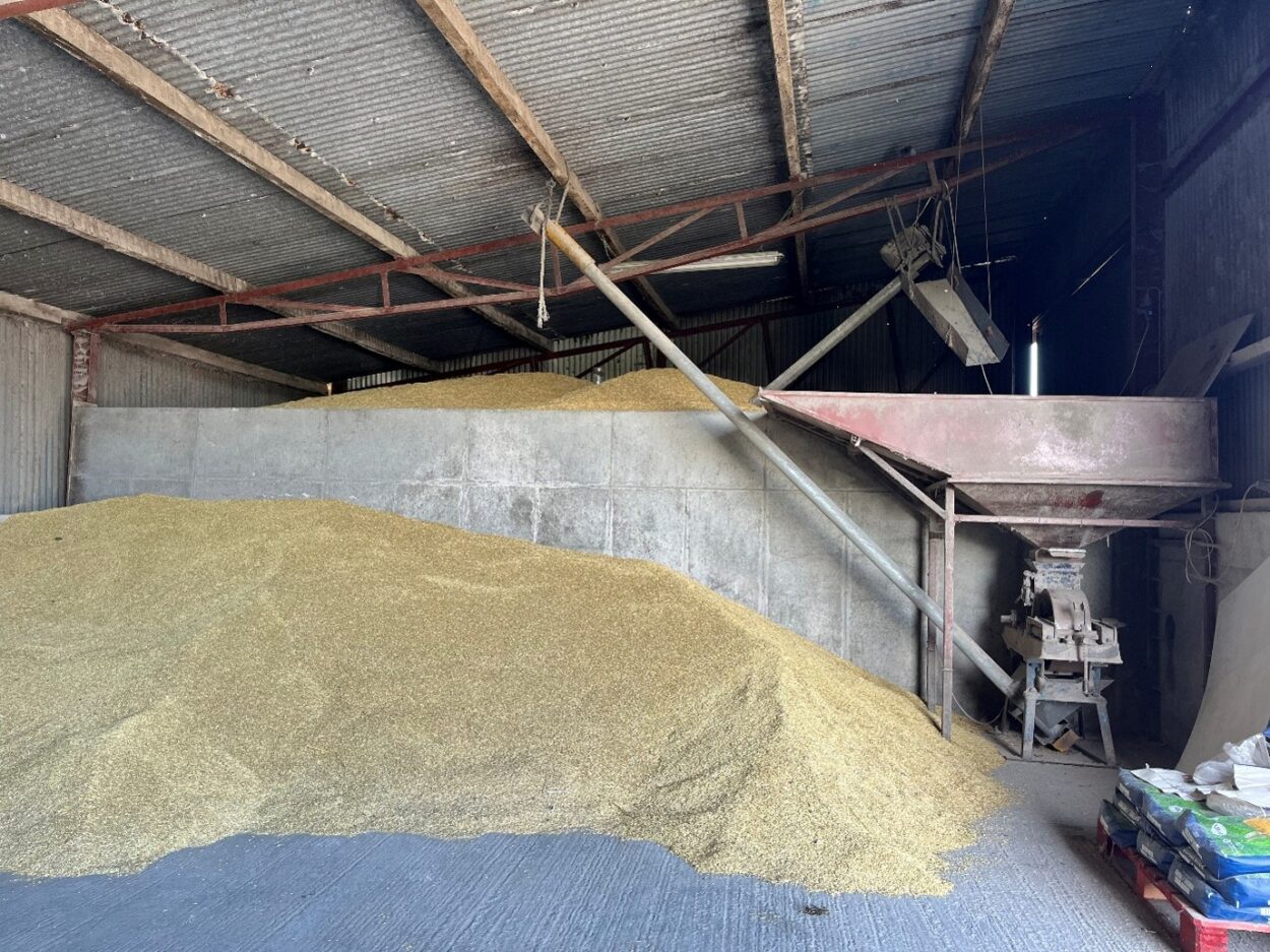 Barley in a shed