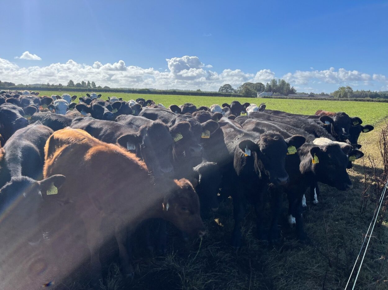 Dairy beef weanlings at grass