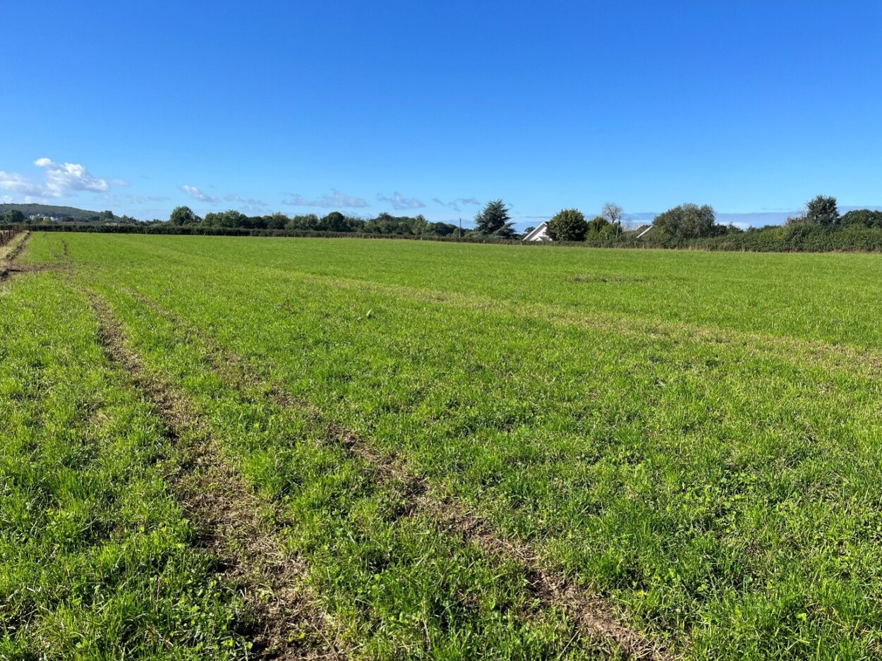 Regrowth on red clover crop in field