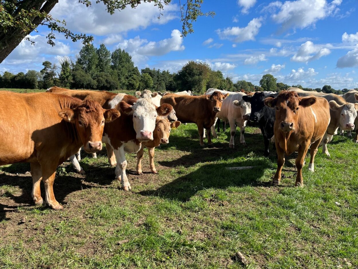 Suckler cows in field
