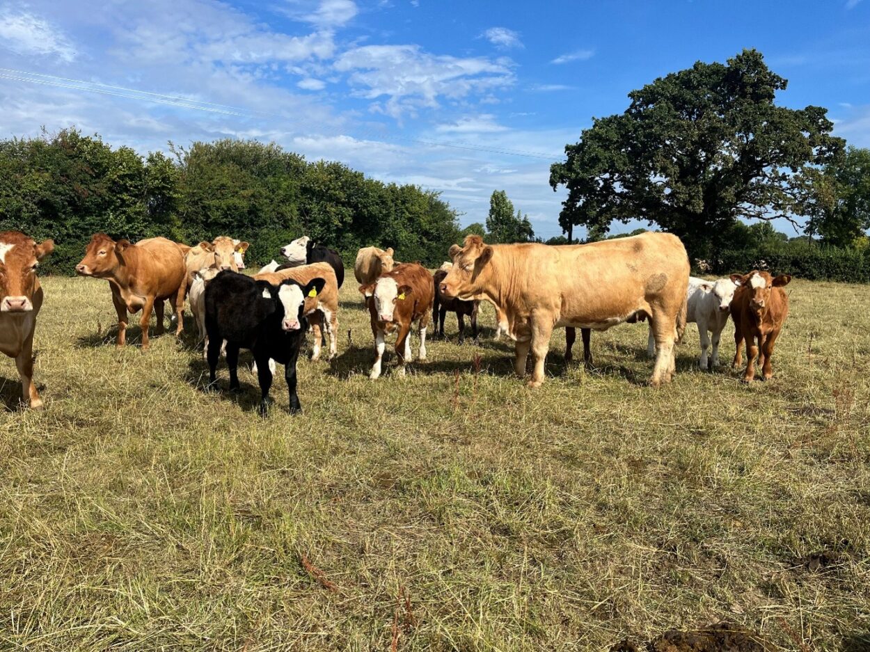 Suckler cows and calves in a paddock