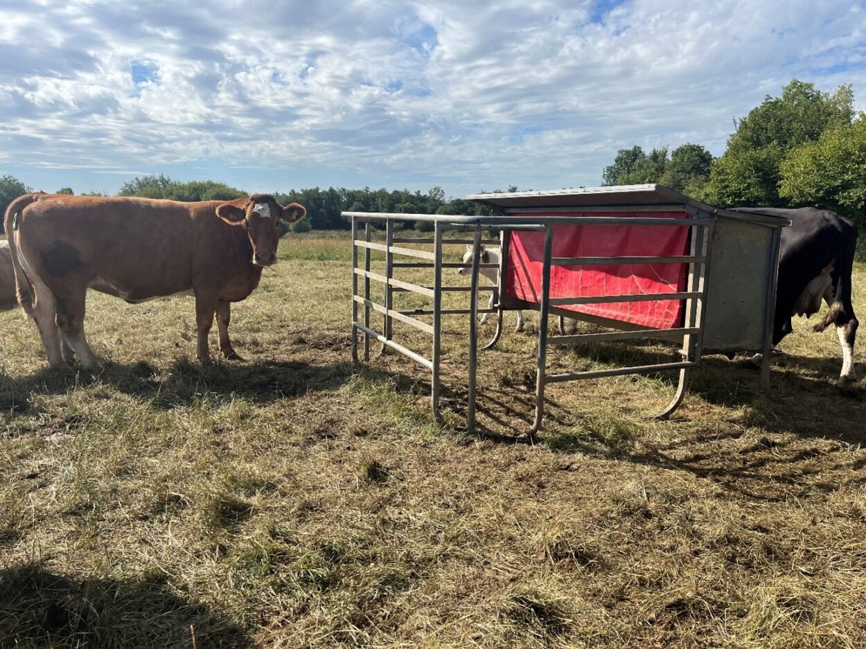 Creep feeder in a field with a suckler herd