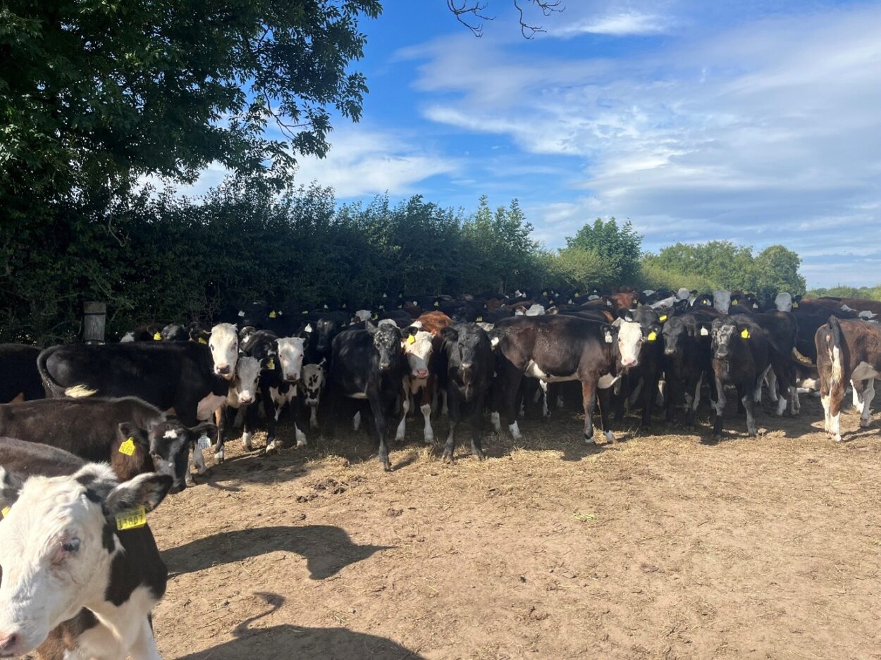 Dairy beef calves in a paddock under a tree