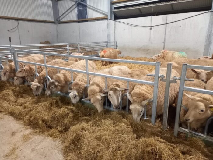 BETTER Farm update: Lambing edging closer on the Jacksons’ organic farm