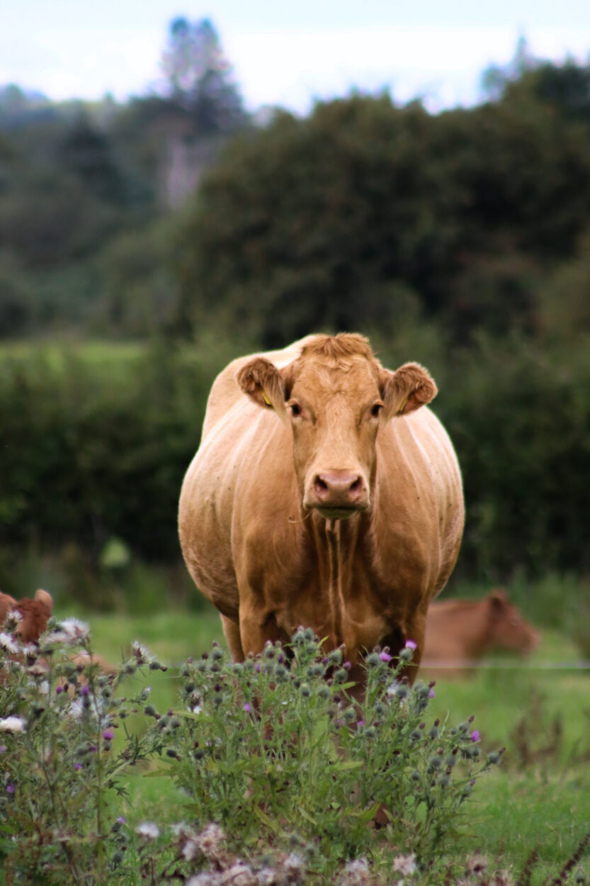 photo of a cow standing in a field