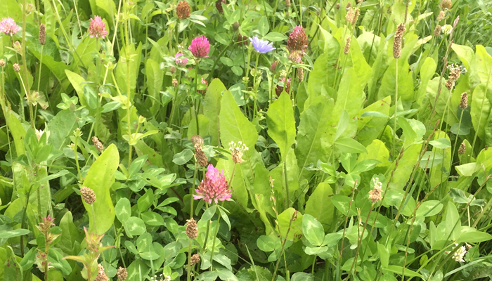 An image of multispecies swards featuring herbs, legumes and grasses