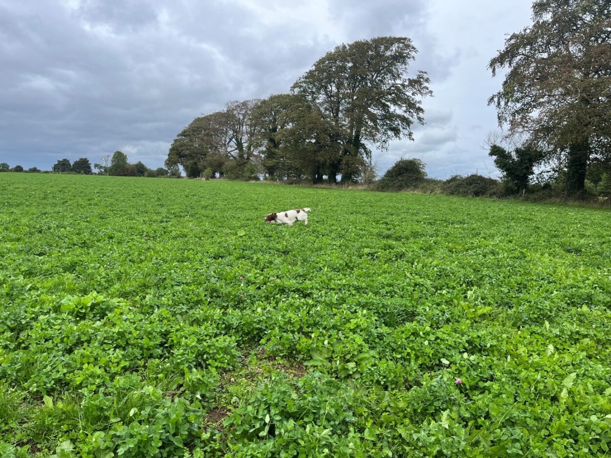 Red clover in Sept 2026