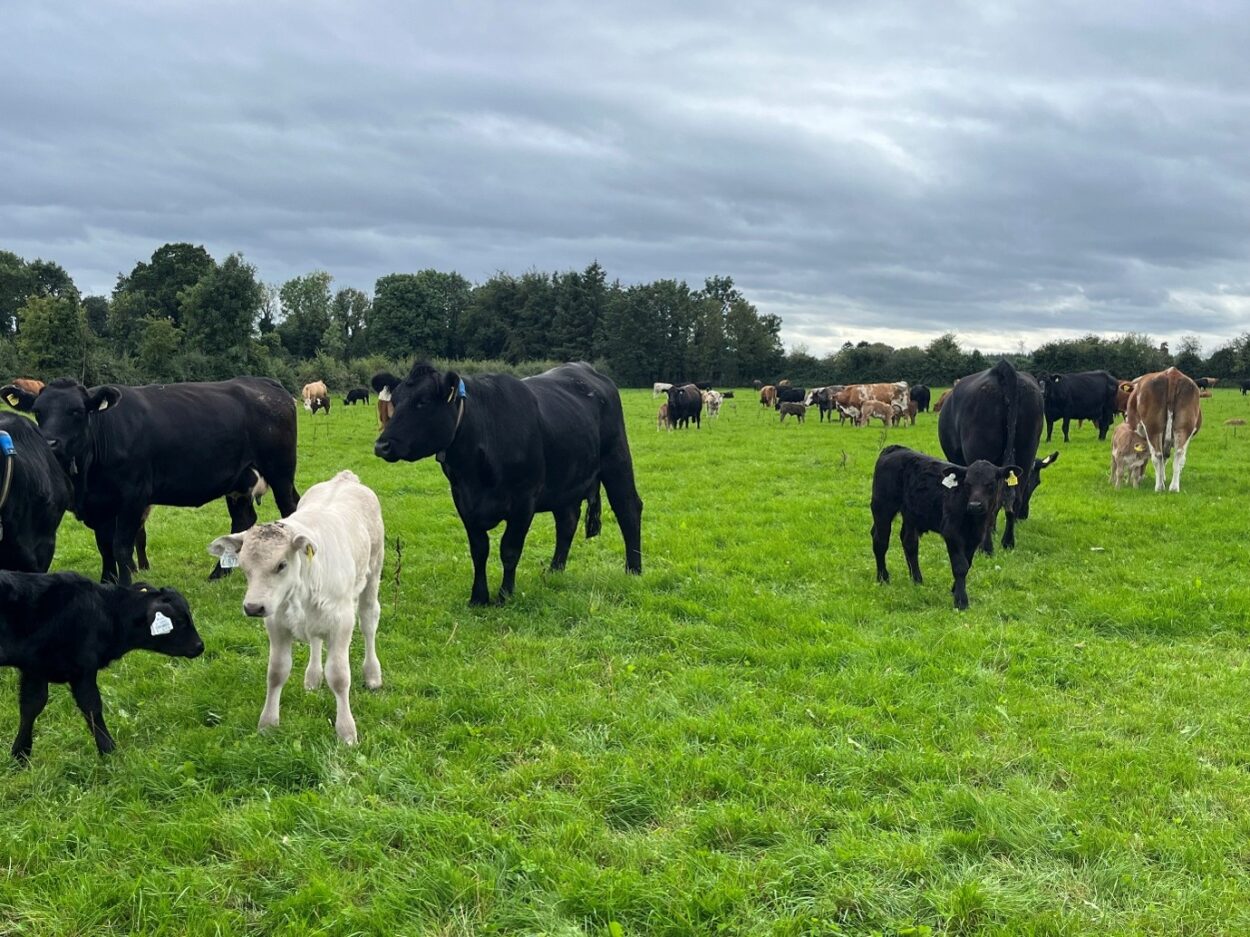 Suckler cows and newborn calves in grass field