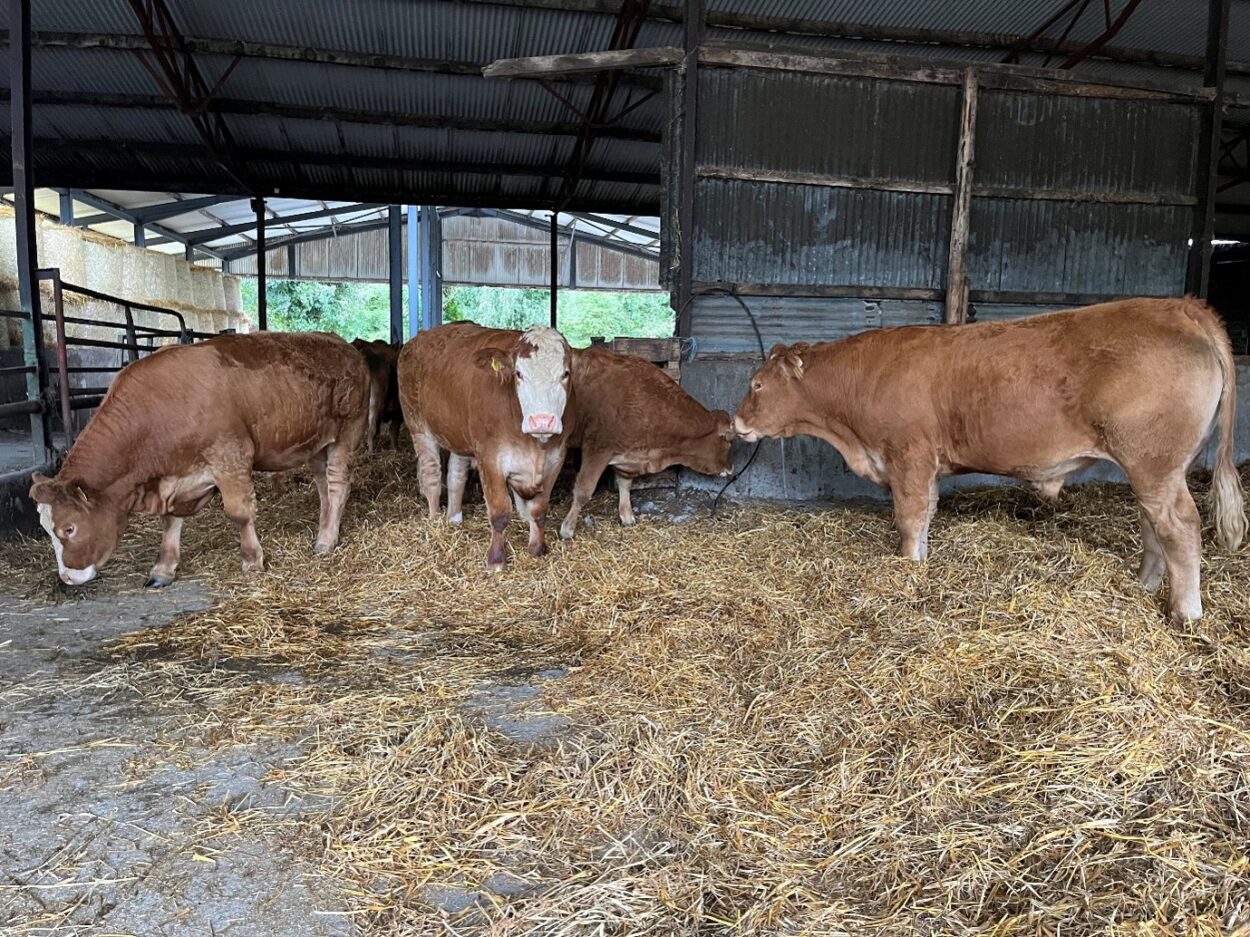 Finished bullocks in straw bedded shed