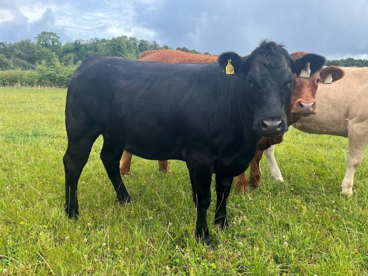 Finished heifer that was sold from the farm