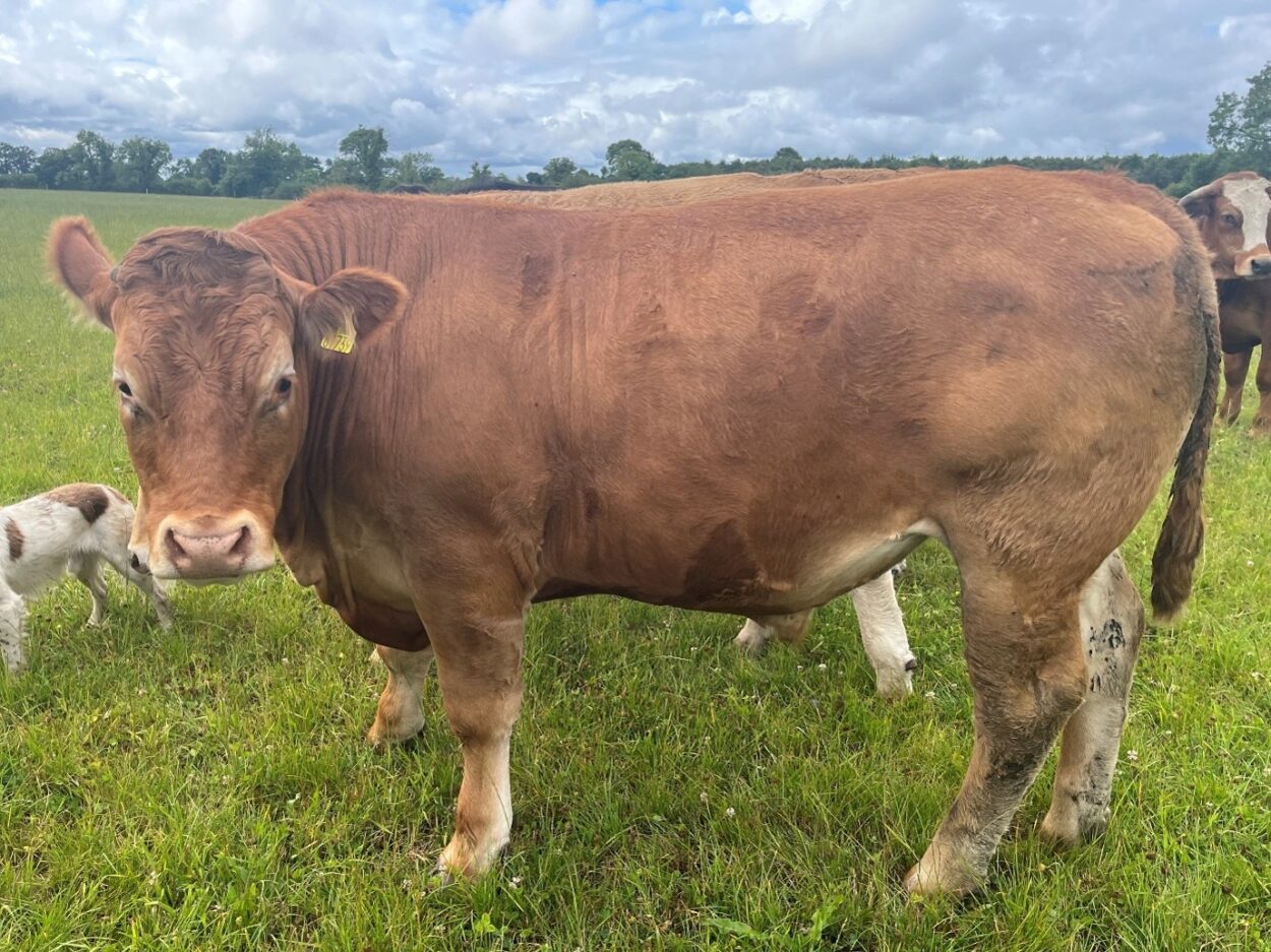Limousin bullock that was finished off the farm