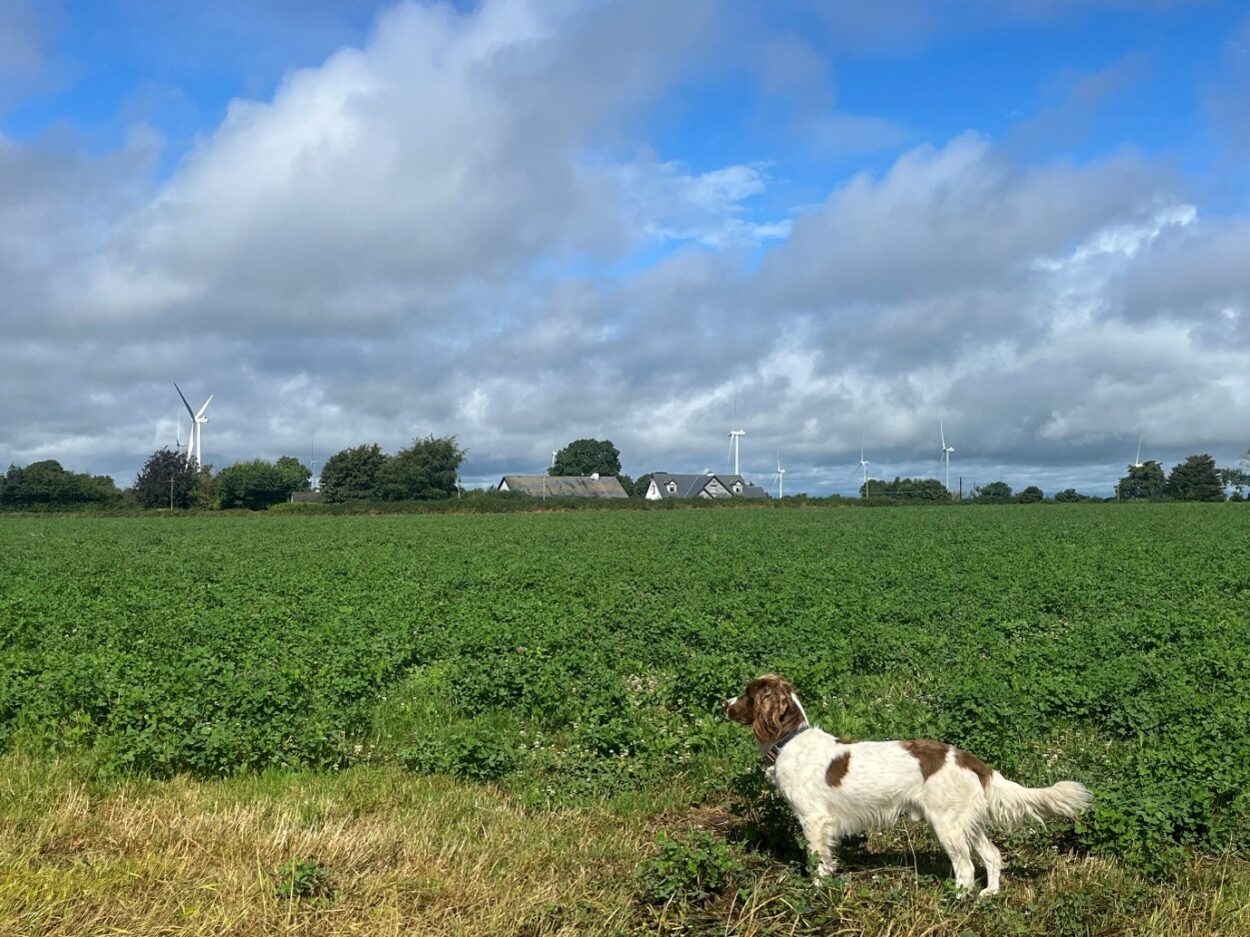Red clover crop with 4 weeks re-growth
