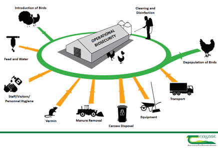 A graphic denoting the key biosecurity measures to be taken on poultry farms. Full details available in article text