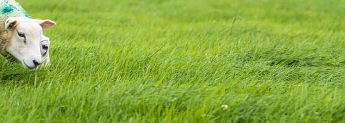 Lambs grazing a silage aftermath