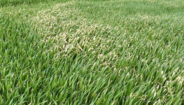 Using liquid fertiliser safely: Simple steps to boost growth without scorch