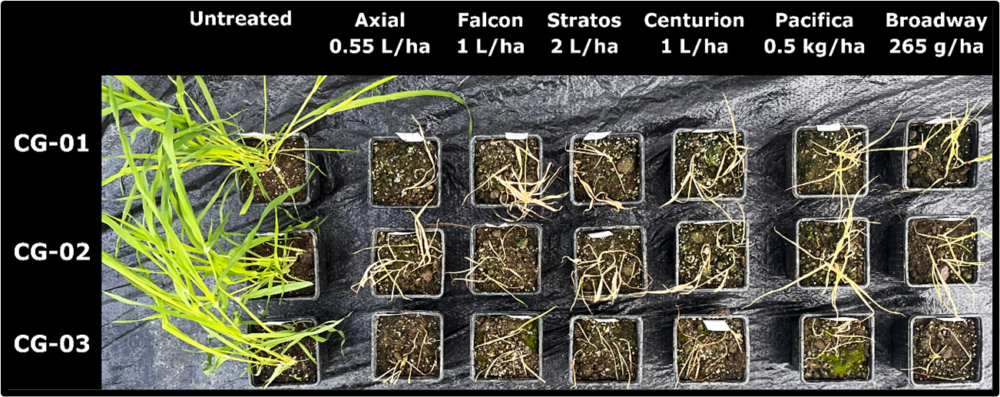 Symptoms of canary grass populations 30 days post-treatment with ACCase herbicides (Axial, Falcon, Stratos Ultra, Centurion Max) and ALS herbicides (Pacifica Plus, Broadway Star), all applied at the recommended label rates. Where plants are absent from a square, full control was achieved.  