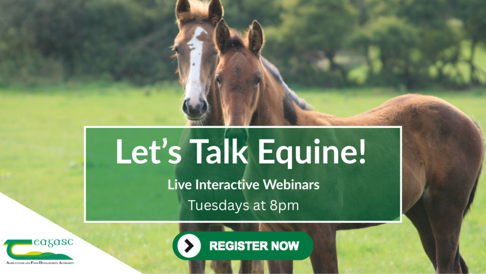 graphic for the Let's Talk Equine webinar series
