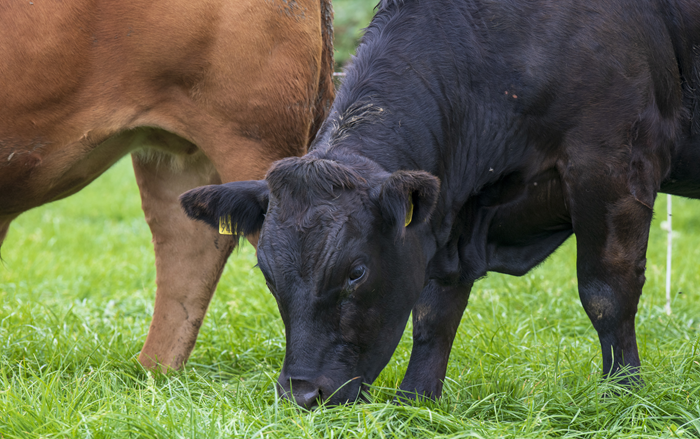 Beef Management Notes – October 2026