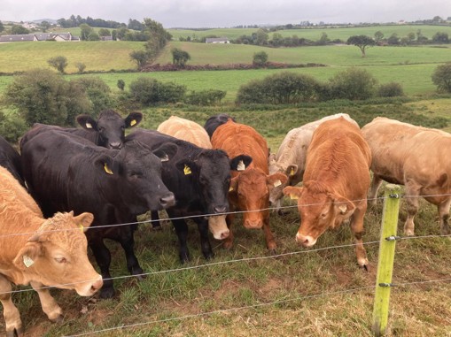 Breeding and beef heifers at grass