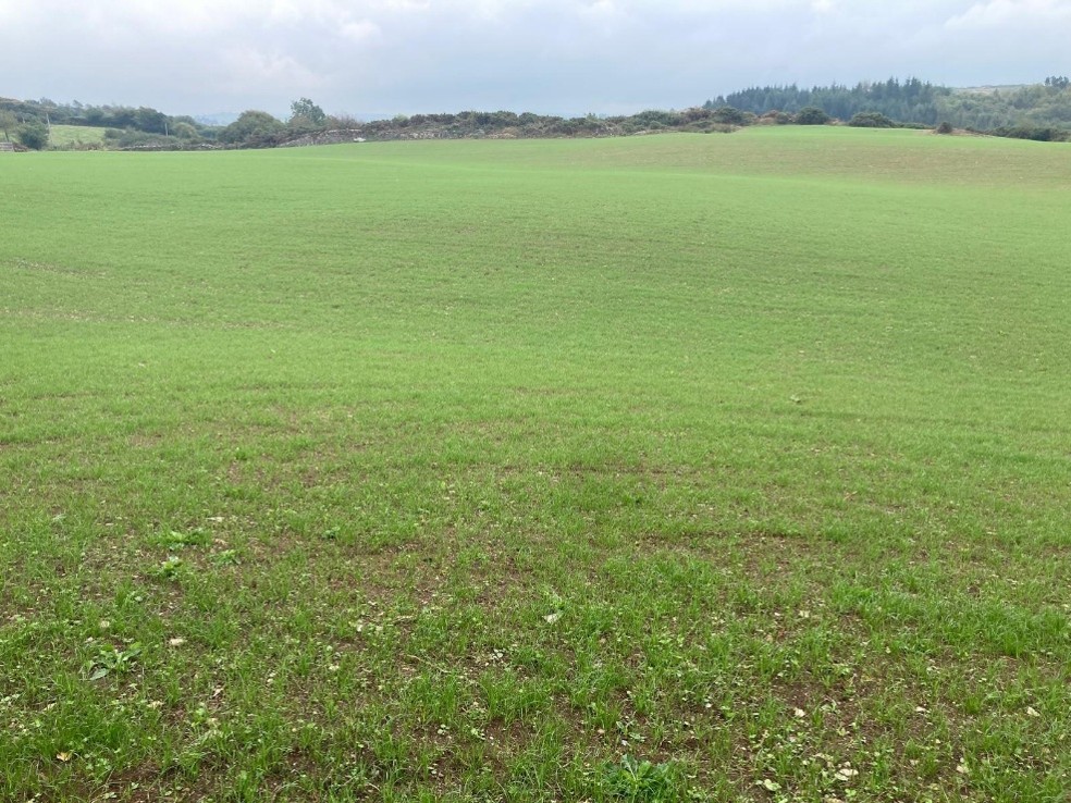 Reseeded field with grass striking