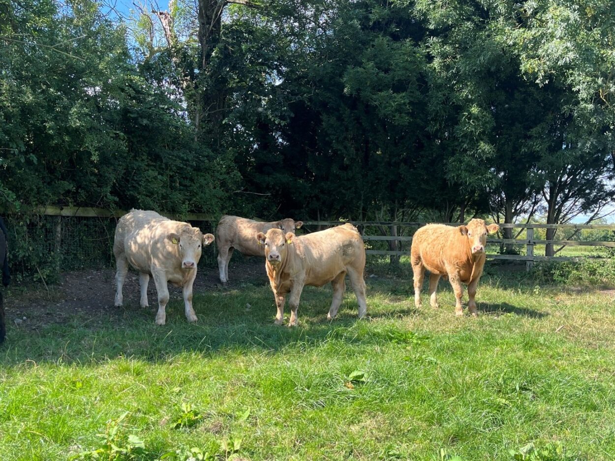 Charolais store cattle in paddock