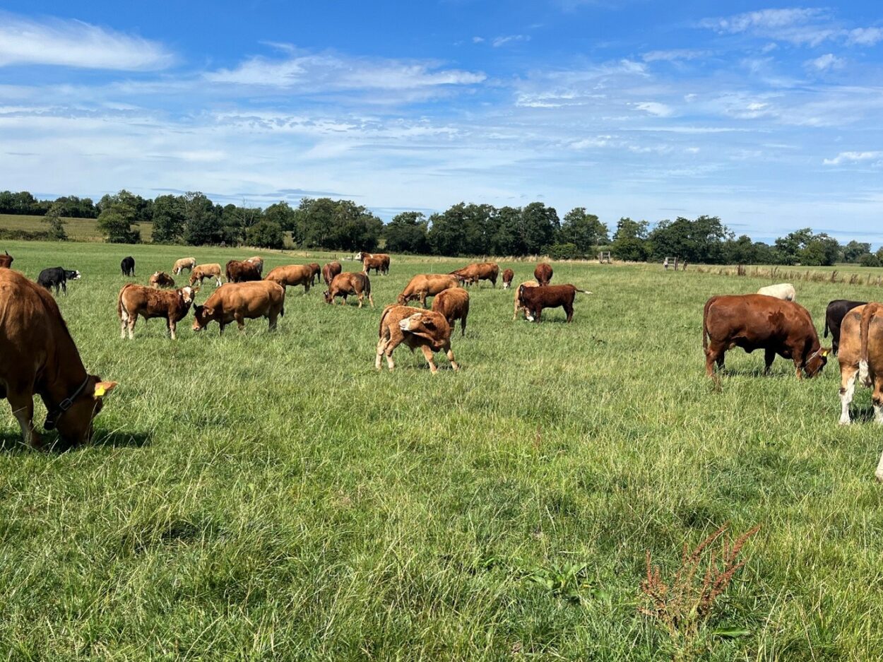 Suckler cows and calves grazing a paddock