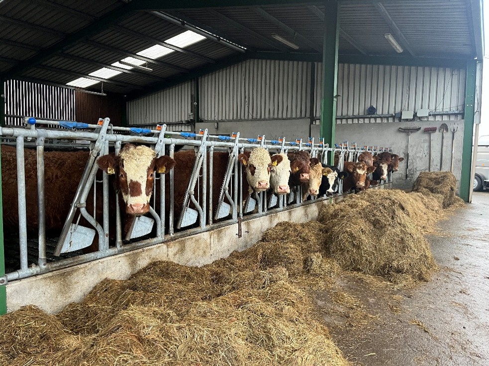 Suckler cows looking out through feed barrier in slatted shed