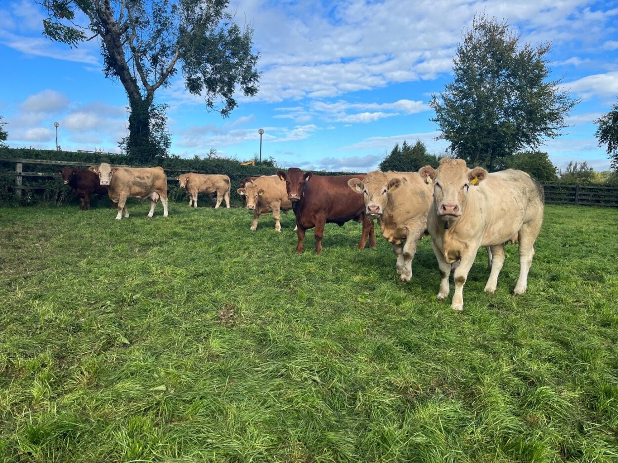 Finishing continental cattle in grass paddock