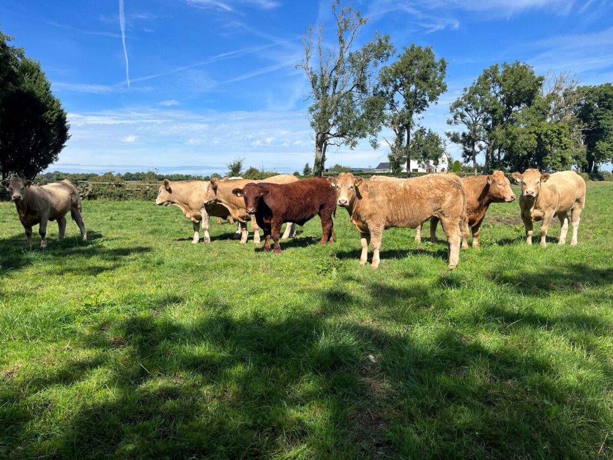 Store bullocks in grass paddock