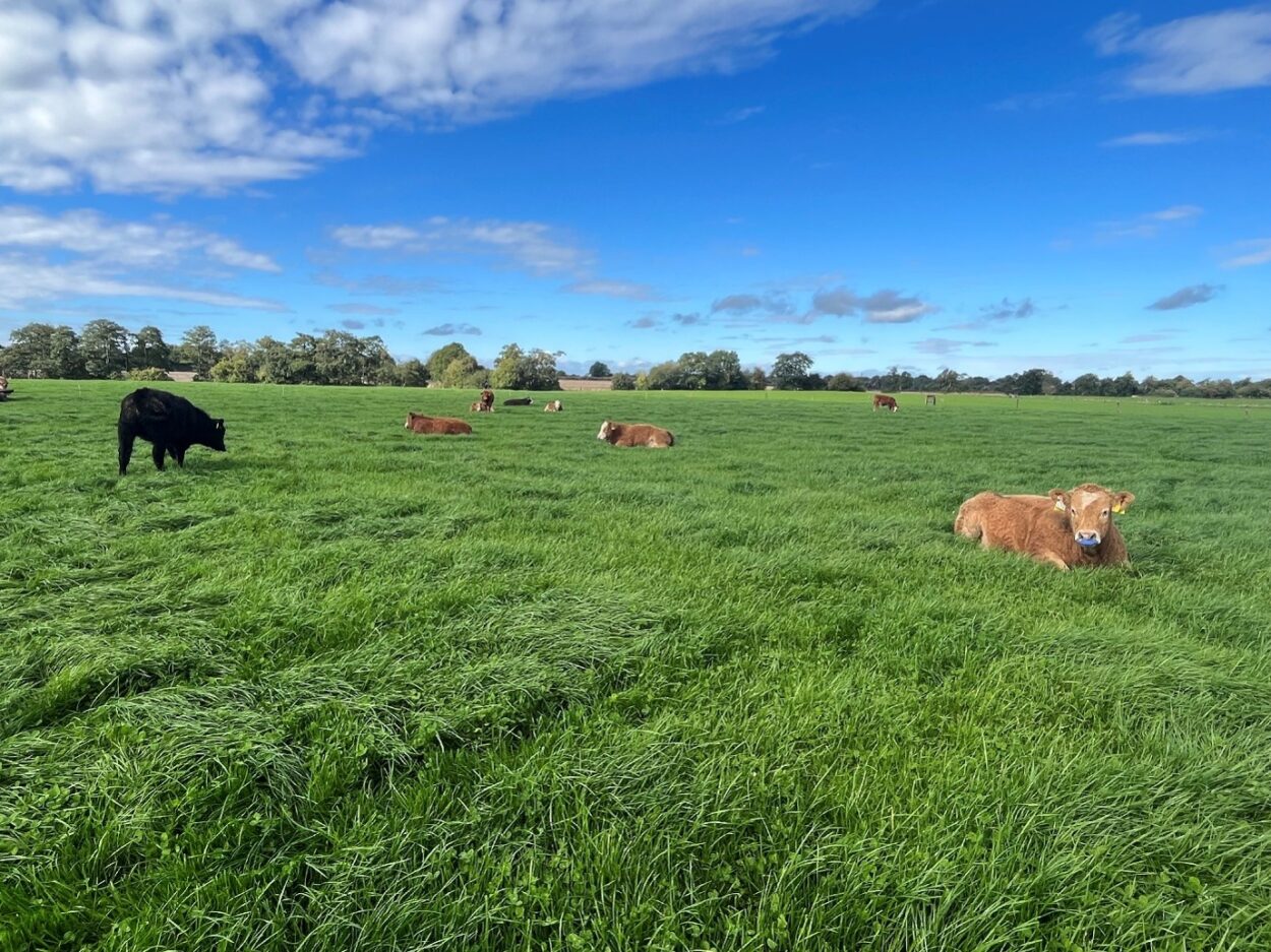 Weanlings with nose paddles in grass field