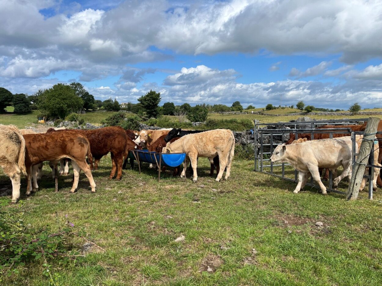 Suckler bull weanlings eating ration from troughs in field