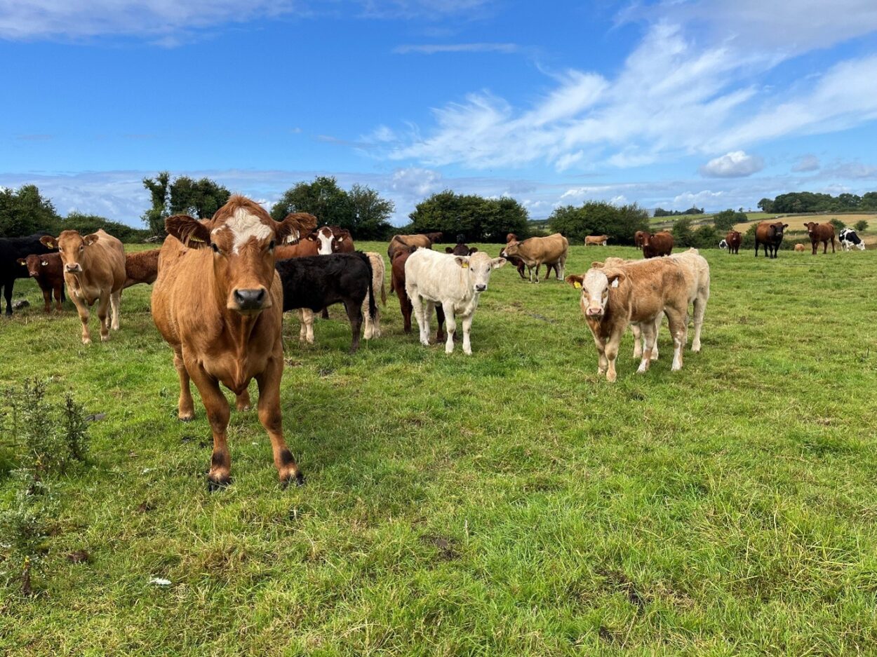 Suckler cows and calves at grass