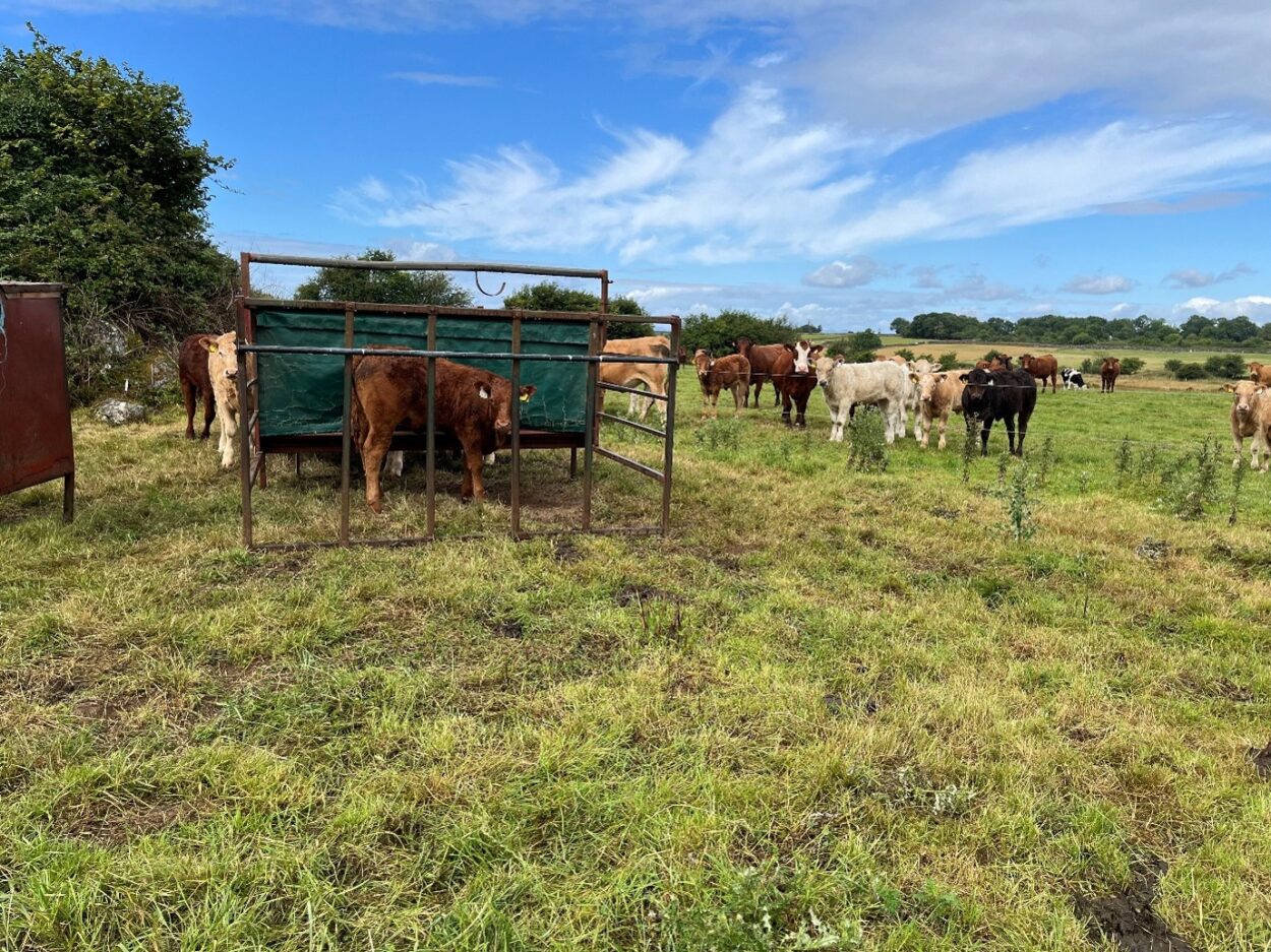 Suckler heifer weanling in creep feeder