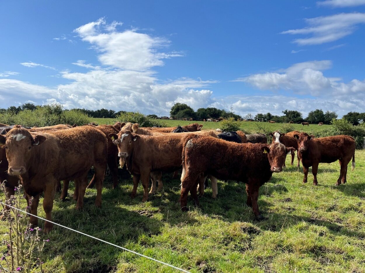 In calf suckler heifers in grass field